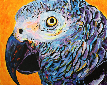 African Grey in Orange